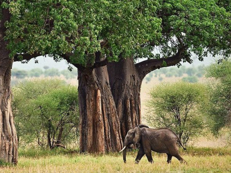 Tarangire National Park with Aika Adventure & Safari