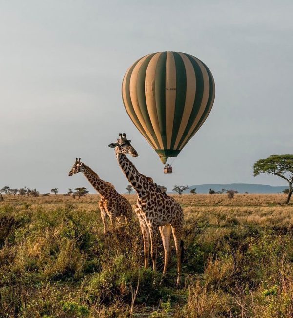 Serengeti-park-tanzania-qj2p7diq4n8ervx4kbuk1ukrbbqe9zyfu3ghryj59g